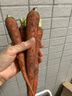 老品種非轉(zhuǎn)基因胡蘿卜新鮮蔬菜寶寶零食土蘿卜現(xiàn)挖帶土農(nóng)家土蘿卜 3斤 曬單實(shí)拍圖