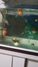 百綸木千金魚(yú)觀(guān)賞魚(yú)鴻運當頭金魚(yú)不加溫好養獅子頭活體冷水魚(yú)招財魚(yú)丹頂紅 新品福利 隨機小金魚(yú)12條 曬單實(shí)拍圖