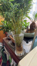水培米竹室內(nèi)盆栽植物水養(yǎng)觀音竹富貴竹南天竹客廳竹子花卉綠植 精品米竹50顆【30-40厘米】 曬單實(shí)拍圖