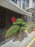 潮裕盆景日本系魚(yú)川真柏盆景辦公室客廳大型綠植室內真樹(shù)盆栽老樁造型擺件 真柏盆景42 帶盆栽好 曬單實(shí)拍圖