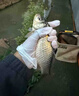 魚(yú)誘魚(yú)誘方便魚(yú)餌料牙膏餌粘膠餌擠壓式鯽魚(yú)鯉魚(yú)草魚(yú)搓餌釣魚(yú)垂釣釣餌 一瓶【腥香】 曬單實(shí)拍圖