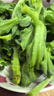 辰實(shí)【發(fā)順豐】山東冰草 新鮮冰菜 水晶花冰葉 火鍋即食生吃沙拉菜 2斤新鮮冰草 曬單實(shí)拍圖