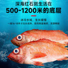 賣(mài)魚(yú)七郎紅石斑魚(yú)凈重3.2斤-3.4斤共2條海捕鮮活冷凍大眼魚(yú)整條富貴魚(yú)魚(yú)類(lèi) 曬單實(shí)拍圖