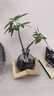八芽水培植物發(fā)財樹(shù)小盼菩提桌面盆栽?xún)艋諝馐覂葦[件辦公室綠植花卉 雙桿發(fā)財樹(shù)-輕奢小藍瓶-幾何木架 含盆 曬單實(shí)拍圖