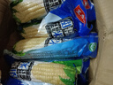 10根東北特產(chǎn)白糯玉米粘苞米棒新貨黏玉米黑龍江特產(chǎn) 特級白糯玉米10根【240-260克】 曬單實(shí)拍圖
