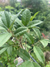 開(kāi)時(shí)果 四季桂花盆栽樹(shù)苗濃香型 新中式盆景辦公室內(nèi)綠植物源頭直發(fā)包郵 精品四季桂+原土發(fā)貨（不含盆） 【整高約40-50cm左右】 曬單實(shí)拍圖