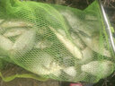 逸釣者日本原絲進(jìn)口釣魚(yú)主線(xiàn)組全套成品魚(yú)線(xiàn)主線(xiàn)套裝綁好釣魚(yú)線(xiàn)秒換子線(xiàn) 3.6米八字環(huán) 1.5 曬單實(shí)拍圖