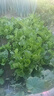 種菜記正宗山東膠州大白菜種子膠蔬秋季王白菜種籽冬儲早熟農家蔬菜孑 膠州大白菜種子10克 5袋 曬單實(shí)拍圖
