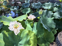 樸香坊理想香氛替換芯L9/MEGA香薰系統(tǒng)進(jìn)口納米鈣原廠同款凈化空氣擴(kuò)香 理想L9/MEGA專用6只裝 曬單實(shí)拍圖