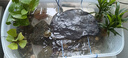 森森魚缸過濾器三合一內(nèi)置小型水族箱過濾系統(tǒng)增氧泵XQP-1000F 15W 曬單實拍圖