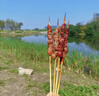 鮮京采內(nèi)蒙古孜然羊肉串凈重2斤 （50串）露營(yíng)戶外燒烤 京東自有品牌 曬單實(shí)拍圖