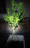 正品黃晶果樹(shù)苗嫁接苗6號南方盆栽地栽庭院黃寶石冬蜜黃金果樹(shù)苗 黃寶石品種 嫁接2年苗 曬單實(shí)拍圖