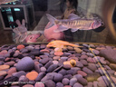 女王清道夫大帆女皇活體大小型垃圾清理黃金紅眼異型魚(yú)熱帶觀(guān)賞魚(yú) 12-15cm女王清道夫1條送1條備損 曬單實(shí)拍圖