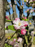 海棠樹(shù)苗庭院地栽高桿西府海棠垂絲海棠花耐寒植物花北美海棠帶土 精品：7公分【樹(shù)形優(yōu)美】海棠樹(shù) 曬單實(shí)拍圖