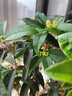 桂花樹(shù)苗盆栽室內四季桂花卉植物金桂丹桂庭院大樹(shù)濃香型綠植開(kāi)花 【四季桂】粗1.5cm 高1-1.2米土球發(fā)貨 曬單實(shí)拍圖