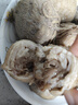 牧溪春 內蒙羊肚包肉凈重2斤+韭花醬 冷凍 內蒙羊肉生鮮小吃食材 曬單實(shí)拍圖