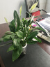 水培白掌一帆風順盆栽帶花室內(nèi)客廳植物四季常青好養(yǎng)活新家綠植 A級白掌+繁星吸水盆 2盆裝 曬單實拍圖