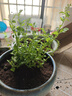 藍(lán)雪花大花苗爬藤植物陽(yáng)臺(tái)庭院四季開(kāi)花盆栽室內(nèi)外鮮花卉盆景植物 【超值9.8】2盆藍(lán)雪花120（原盆） 曬單實(shí)拍圖