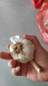 新鮮干蒜即食水果大蒜蔬菜小龍蝦生蠔調(diào)料蒜 新鮮干蒜 1斤 凈重 曬單實拍圖