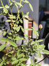 紅色姬月季  盆栽室內薔薇植物日本迷你陽(yáng)臺微月四季開(kāi)花好養花卉 姬月季（奶黃豎紋盆+鋪面黑石）+竹底托 帶盆栽好 曬單實(shí)拍圖