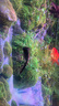 金魚活魚不加溫冷水魚觀賞魚淡水魚活體草金魚苗小金魚好養(yǎng)寵物魚 10-11CM丹頂+黑龍+獅頭隨機(jī)10條 曬單實(shí)拍圖