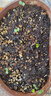 波思菊彩葉含羞草種子四季易種花卉盆栽植物種子陽(yáng)臺庭院種植含羞草種子 彩葉含羞草100粒+土肥 曬單實(shí)拍圖