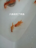 紅金魚活魚觀賞魚小金魚活體魚苗小苗魚招財(cái)魚風(fēng)水魚淡水魚冷水魚 【六六大順】6條5-8CM招財(cái)紅金魚 曬單實(shí)拍圖