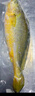 靈略 黃花魚(yú)凈重1.8斤共2條 國產(chǎn)福建寧德大黃魚(yú) 生鮮 魚(yú)類(lèi) 海鮮水產(chǎn) 曬單實(shí)拍圖