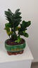 【金錢(qián)樹(shù)】盆栽客廳室內(nèi)植物錢(qián)串子大型發(fā)財(cái)綠植喬遷開(kāi)業(yè)送盆花卉 6-9株 30-40cm財(cái)源廣進(jìn)寶綠陶瓷盆+肥料; 曬單實(shí)拍圖