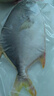 翔泰 海南金鯧魚(yú)凈重900g 2條裝  魚(yú)類(lèi)生鮮 火鍋食材 海鮮水產(chǎn) 中秋 曬單實(shí)拍圖