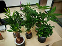 雙盟水培四盆組合植物辦公花卉綠植盆栽金鉆發(fā)財樹(shù)九里香椰子源頭直發(fā) 曬單實(shí)拍圖