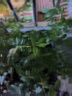 景郁春 JIRYUCUR玫瑰花苗特大花月季花苗綠植陽(yáng)臺盆栽薔薇花苗卡羅拉源頭直發(fā) 曬單實(shí)拍圖