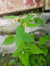 晶剛大秦啫喱膏油頭膏發(fā)油發(fā)蠟男士大背頭發(fā)定型發(fā)膠（刮碼 圣薇娜大秦啫喱膏150ml1瓶 曬單實(shí)拍圖