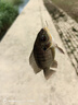 龍王恨魚(yú)餌野戰藍鯽香腥釣餌江河湖庫黑坑野釣鯽魚(yú)鯉魚(yú)草青鳊魚(yú)釣魚(yú)餌料 曬單實(shí)拍圖