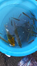 小鳳仙浮漂線(xiàn)組魚(yú)鉤新手套裝高靈敏魚(yú)漂成品漂線(xiàn)鉤釣魚(yú)一套白天4.5米 曬單實(shí)拍圖