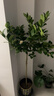 香水檸檬樹苗盆栽可結(jié)果樹苗大型綠植室內(nèi)客廳四季好養(yǎng)植物 檸檬樹1-1.2米+原盆 曬單實拍圖