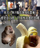 佳農(nóng) 進(jìn)口香蕉凈重4斤（約10-12根）單根蕉 獨(dú)立裝 新鮮水果 源頭直發(fā) 曬單實(shí)拍圖