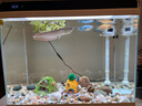 瀚幻三湖慈鯛中大型活體熱帶觀賞魚馬鯛伊巴卡藍(lán)六間非洲王子藍(lán)面財(cái)神 血鉆紅寶石7-9cm 1條 曬單實(shí)拍圖