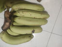 精品云南香蕉高山香蕉現摘新鮮水果甜生青香蕉banana自然熟綠皮 精品高山蕉 9斤 曬單實(shí)拍圖