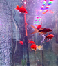 森森（SUNSUN）多功能潛水泵魚(yú)缸上濾用增氧小型水族箱抽水泵三合一過(guò)濾器水泵 升級款6W四合一(抽水/增氧/造浪/除油膜) 曬單實(shí)拍圖