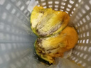 【新鮮上市】正宗攀枝花凱特芒果新鮮水果 帶箱2斤200g+ 曬單實拍圖