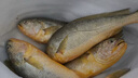 鴻順【冰鮮】黃花魚(yú)4條4斤 生鮮魚(yú)類(lèi) 寧德大黃魚(yú) 地標產(chǎn)品 源頭直發(fā) 曬單實(shí)拍圖