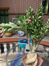 十色沙漠玫瑰十年以上特大老樁四季開(kāi)花多肉植物室內陽(yáng)臺喜陽(yáng)綠植 紫色15年老樁帶花苞根粗14-17CM 帶盆栽好 曬單實(shí)拍圖