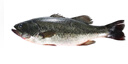 鮮活鱸魚400-500g/條 曬單實(shí)拍圖