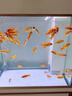森森（SUNSUN）魚(yú)缸水族箱含魚(yú)缸過(guò)濾器燈大型金魚(yú)缸 珍珠白 時(shí)尚款0.6米長(cháng)34.6cm寬底濾 帶棉+濾材 曬單實(shí)拍圖