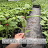 欽蜜9號百香果苗廣西純甜黃金樹苗庭院盆栽種植當年結果帶土四季 2顆 欽蜜九號黃金百香果 30—40cm 曬單實拍圖
