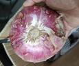 京鮮生 河南紫皮洋蔥帶皮 凈重5斤 單果300g+ 新鮮蔬菜源頭直發(fā) 曬單實(shí)拍圖