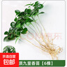 九里香盆栽茉莉花綠植室內驅蚊四季開(kāi)花帶花苞七里香水培盆景植物 【特價(jià)】高約16cm九里香苗6株 九里香 曬單實(shí)拍圖