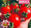田陽圣女果新鮮水果小番茄櫻桃小柿子冰糖小番茄 田陽圣女果帶箱5斤 曬單實拍圖