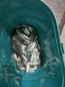 靠森（Kaooseen）料七號鯪魚(yú)專(zhuān)攻廣東野釣配方套餐斬鯪魚(yú)餌窩料誘鯪魂釣魚(yú)專(zhuān)用餌料 幸運七土鯪-腥味 曬單實(shí)拍圖